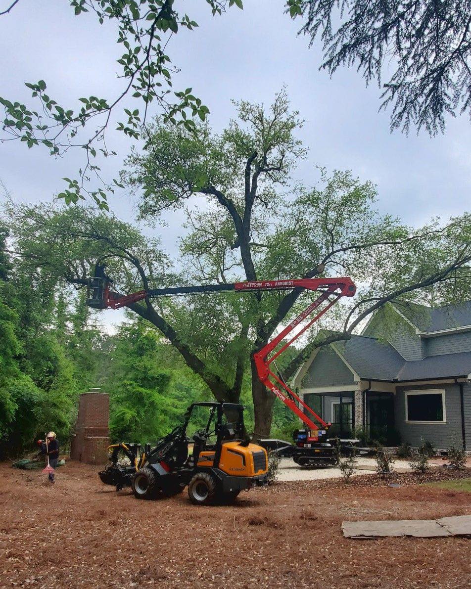 Professional tree pruning service